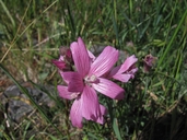 Sidalcea malviflora ssp. laciniata