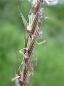 Elymus trachycaulus ssp. trachycaulus