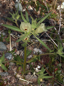Antirrhinum confertiflorum