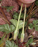 Erodium texanum