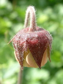 Geum macrophyllum var. perincisum