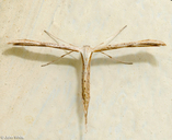 Hellinsia homodactyla