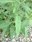 Hieracium robinsonii
