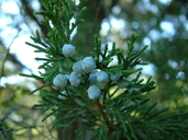 Juniperus virginiana var. virginiana