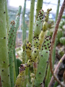 Euphorbia alvodii