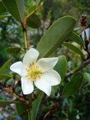 Magnolia laevifolia