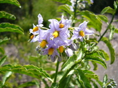 Solanum ligustrinum