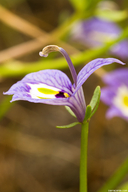 Downingia insignis