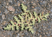 Herniaria hirsuta ssp. cinerea