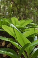 Clintonia andrewsiana