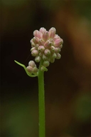 Clintonia andrewsiana