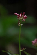 Clintonia andrewsiana