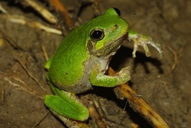 Hyla chrysoscelis