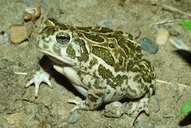 Anaxyrus cognatus