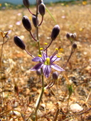 Chlorogalum purpureum var. reductum
