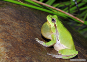 Hyla orientalis