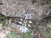 Allium nevadense