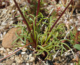 Leptosyne bigelovii