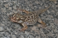Catalina Island Leaf-toed Gecko
