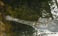 Gavialis gangeticus