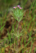 Leptosiphon ciliatus