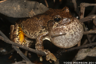 Hyla chrysoscelis