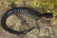 Plethodon shermani