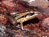 Eleutherodactylus adelus