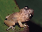 Eleutherodactylus melacara