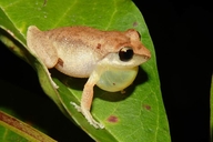 Ronald's Robber Frog