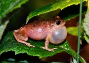 Pristimantis bogotensis