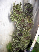 Theloderma corticale