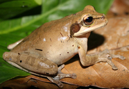 Smilisca phaeota