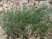 Photo of Lathyrus hitchcockianus