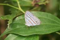 Cepheuptychia glaucina - male