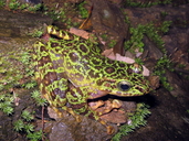 Chapa Torrent Frog