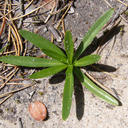 Lilium maritimum