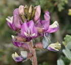 Astragalus minthorniae var. villosus