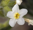 Cryptantha flavoculata
