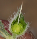 Cryptantha flavoculata