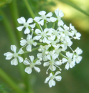 Conium maculatum