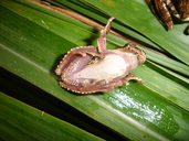 Dendropsophus seniculus