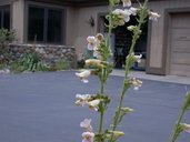 Penstemon bicolor ssp. bicolor