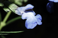 Salvia azurea var. grandiflora