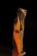 Bolitoglossa mombachoensis