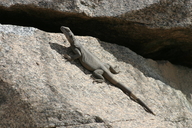 <strong>Location:</strong> Chuckwalla Mtns at Corn Springs Campground, elev. 487 m (1600 ft.) (Riverside County, California, US)<br /><strong>Author:</strong> <a href="http://calphotos.berkeley.edu/cgi/photographer_query?where-name_full=William+Flaxington&one=T">William Flaxington</a>