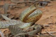Shield-snouted Brown Snake