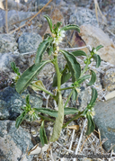 Ditaxis serrata var. californica