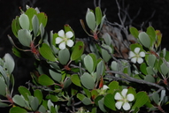 Hawaiian Geranium