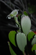 Geranium cuneatum ssp. hypoleucum